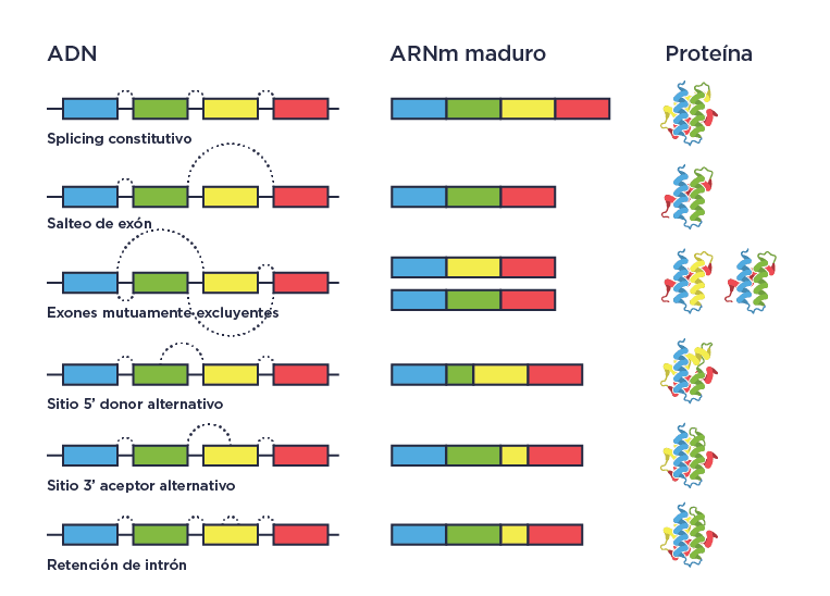 esquema