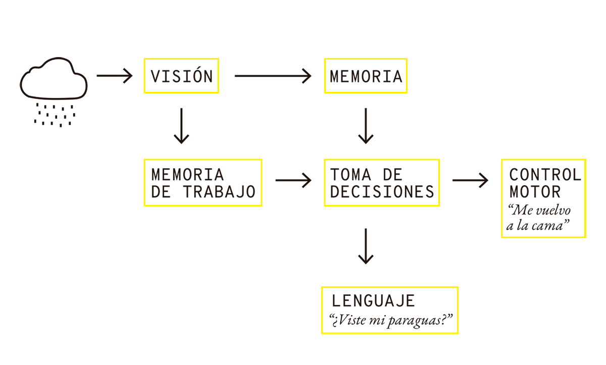 La imagen muestra un proceso cognitivo que comienza con la percepción de un estímulo visual (una nube de lluvia), pasando por varias etapas de procesamiento mental hasta llegar a una respuesta conductual y verbal. Primero, el estímulo visual es procesado por la "Visión" y almacenado en "Memoria". Luego, este recuerdo se envía a la "Memoria de trabajo", donde se integra la información necesaria para la "Toma de decisiones". Finalmente, esta decisión conduce a un "Control motor" ("Me vuelvo a la cama") y genera una expresión verbal en el "Lenguaje" ("¿Viste mi paraguas?"). La secuencia ilustra cómo diferentes áreas de procesamiento cognitivo interactúan para generar respuestas físicas y verbales en respuesta a un estímulo visual.