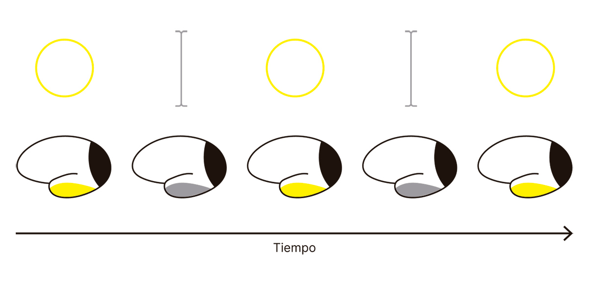 La imagen ilustra los correlatos neuronales de la rivalidad binocular, mostrando cómo el cerebro procesa de manera alternante los estímulos visuales contradictorios presentados a cada ojo (un círculo y una línea vertical). A medida que avanza el tiempo, se observan activaciones neuronales que corresponden con la percepción de cada estímulo en diferentes momentos. Las áreas del cerebro vinculadas a la percepción alternan entre los estímulos, lo cual se refleja en los cambios en la activación, primero predominando el círculo y luego la línea, de manera cíclica y en intervalos, lo que da lugar a la experiencia de rivalidad binocular.