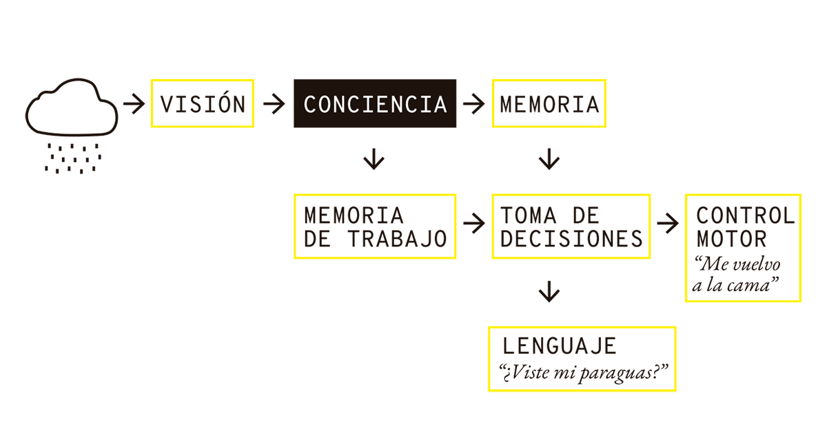 La imagen representa un diagrama del proceso de percepción, conciencia y respuesta ante un estímulo. El flujo comienza con la percepción visual de un estímulo (como ver la lluvia), que luego pasa al nivel de la conciencia, destacada en un recuadro negro. A partir de allí, la información se procesa en la memoria y en la memoria de trabajo, lo cual permite tomar decisiones sobre cómo responder al estímulo. La decisión tomada puede llevar a una respuesta motora (control motor) o a una expresión lingüística, según el contexto. Este esquema muestra cómo la conciencia actúa como un puente entre la percepción inicial y las respuestas complejas que involucran memoria, decisión y acción.