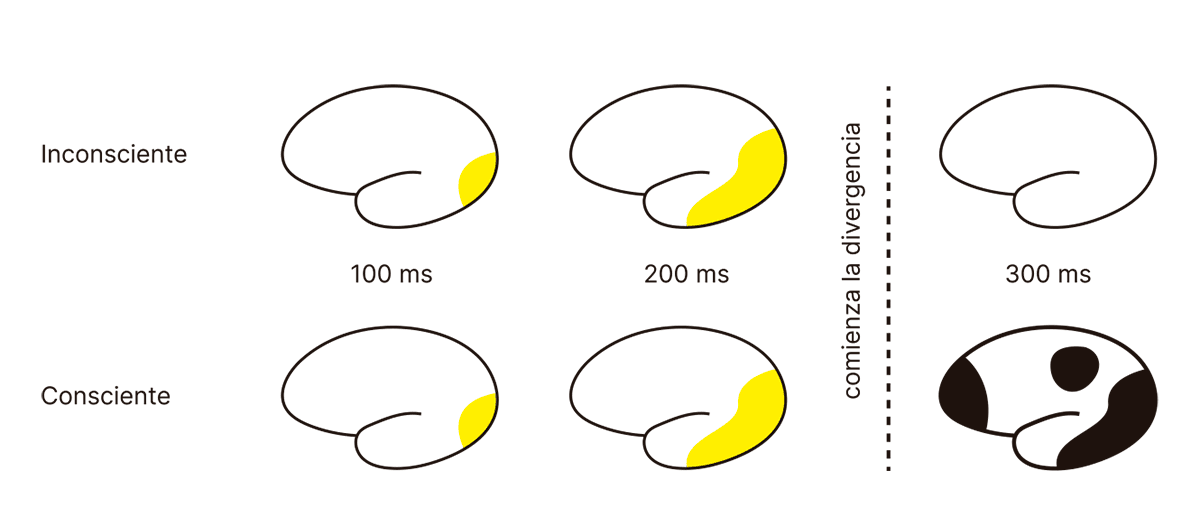 La imagen representa la activación cerebral en procesos inconscientes y conscientes a lo largo del tiempo, en intervalos de 100 ms, 200 ms y 300 ms. En el proceso inconsciente, la activación se mantiene localizada y se desvanece a los 300 ms. En el proceso consciente, la activación inicial se expande y se intensifica, mostrando una mayor distribución a los 300 ms, momento en el cual se observa una clara divergencia en la activación entre ambos procesos.