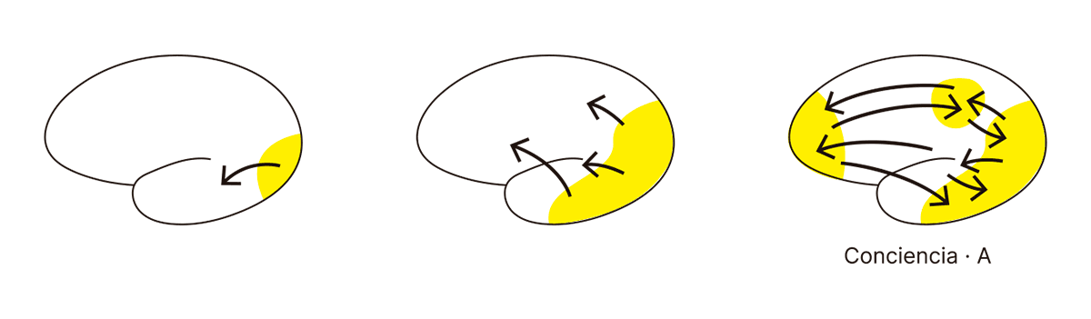 La imagen muestra una representación del proceso de activación cerebral que lleva a la manifestación de la conciencia. En el primer panel, se observa una pequeña activación en una región específica del cerebro (área amarilla) sin conexiones significativas. En el segundo panel, la activación se expande y comienzan a surgir algunas interacciones entre diferentes áreas. Finalmente, en el tercer panel, una red de conexiones complejas cubre una mayor extensión del cerebro, lo cual representa el estado en el que se manifiesta la conciencia ("Conciencia · A") como un fenómeno distribuido y coordinado a través de múltiples áreas interconectadas. Este proceso sugiere que la conciencia no emerge hasta que hay una integración suficiente de información entre distintas zonas cerebrales.