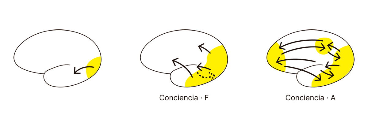 La imagen ilustra la evolución de la conciencia en el cerebro a través de diferentes estados. En el primer panel, una pequeña área del cerebro muestra una activación inicial en amarillo, sin conexiones significativas con otras áreas. En el segundo panel, identificado como "Conciencia · F", la activación se expande ligeramente y comienzan a aparecer conexiones limitadas (representadas por flechas), indicando una etapa de conciencia parcial o fragmentada. En el tercer panel, denominado "Conciencia · A", la activación se extiende aún más, conectando varias áreas cerebrales con una red más compleja de flechas, lo que sugiere la manifestación completa de la conciencia como resultado de una integración extensiva de información entre múltiples regiones del cerebro. Este proceso destaca que la conciencia emerge gradualmente a medida que aumentan la activación y las conexiones entre las diferentes áreas cerebrales.